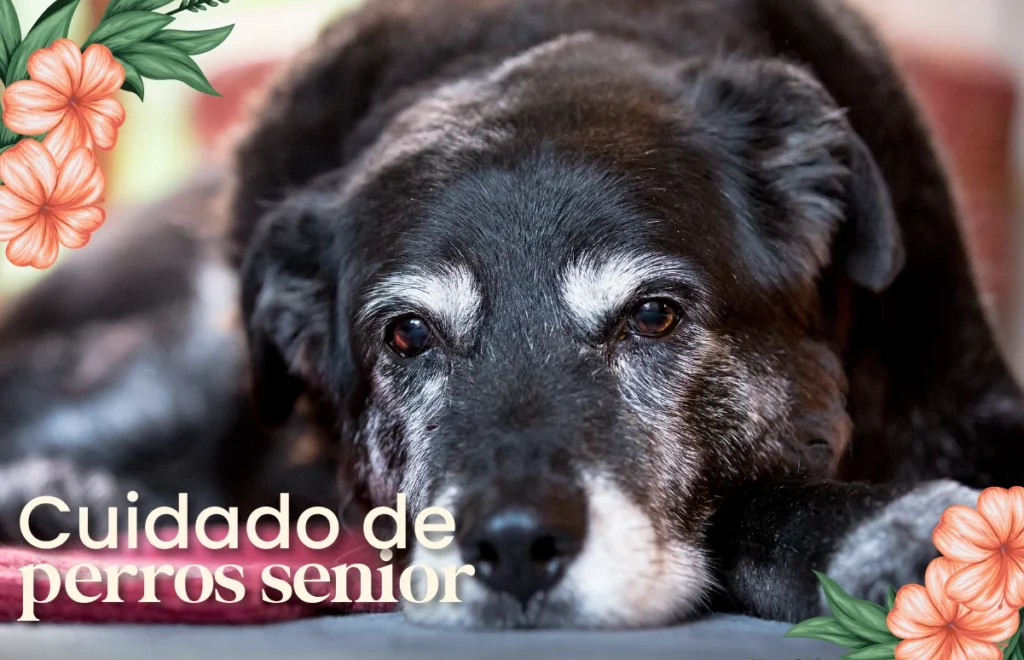 Cuidado de perros senior