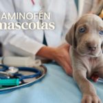 acetaminofén en perros y gatos