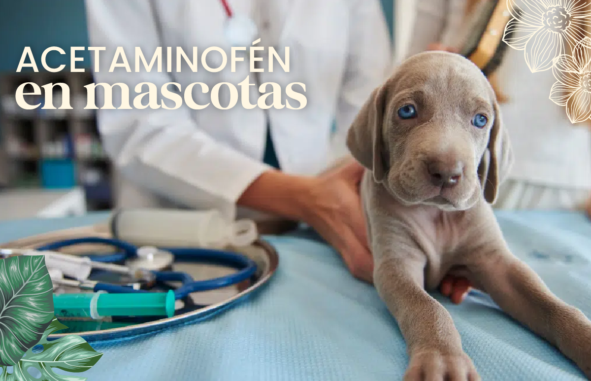 acetaminofén en perros y gatos