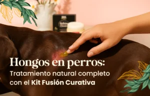 Hongos en perros